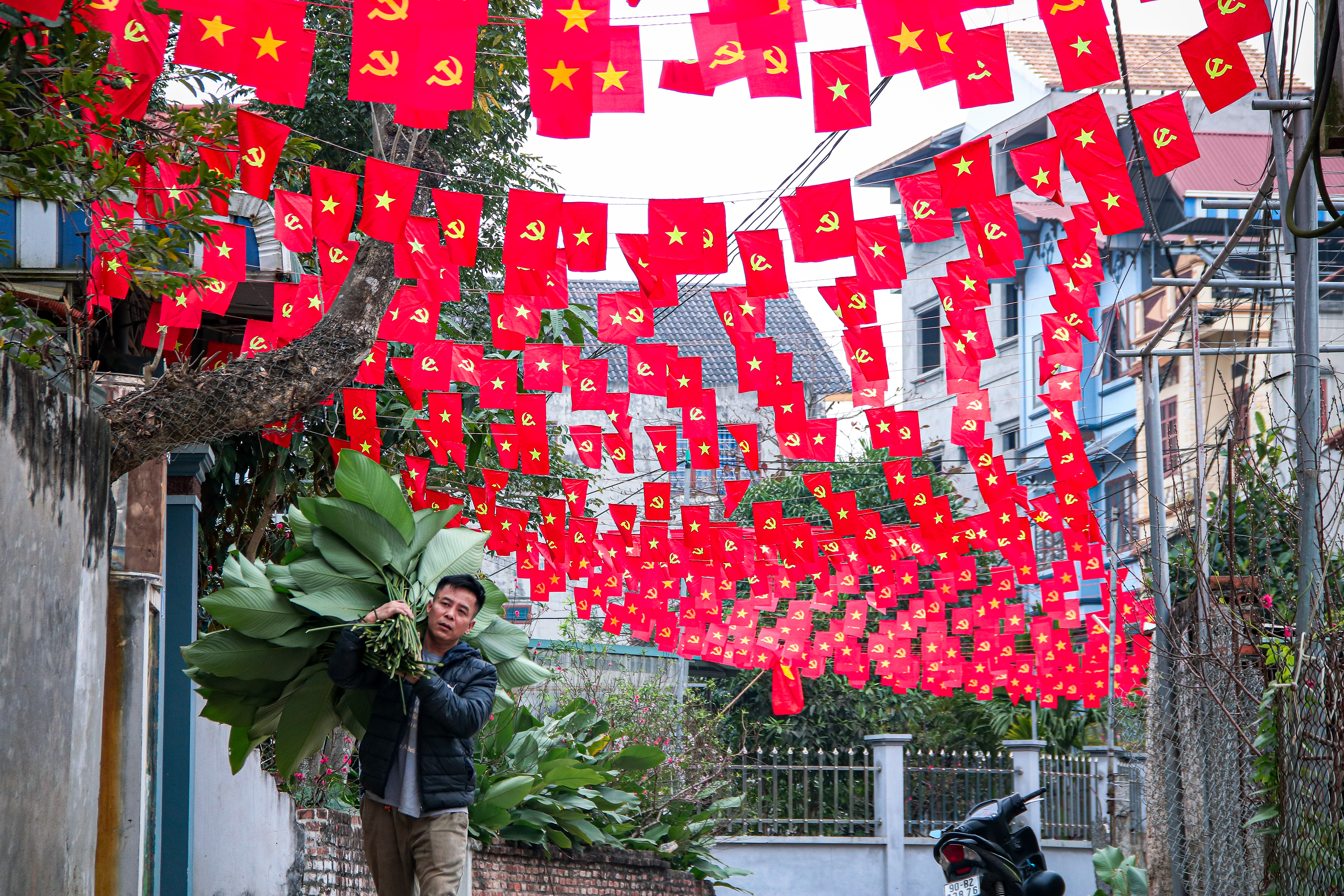 Thủ phủ lá dong Tràng Cát vào vụ Tết: Tất bật thu hoạch, rộn ràng mùa bội thu